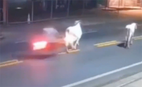 20岁巴西足球前锋凌晨骑摩托出事故：撞上一头奶牛后身亡