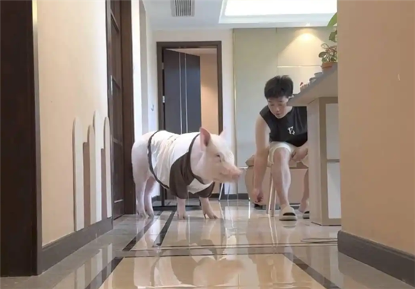 成都情侣遛130斤大猪引围观：有专属独立卫浴卧室  每月千元伙食费