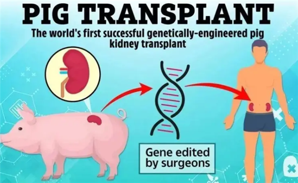 创异种移植新纪录！美国男子体内移植猪肾生存271天