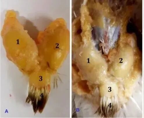 真的想问：下雨天的时候 鸟都在干什么呢