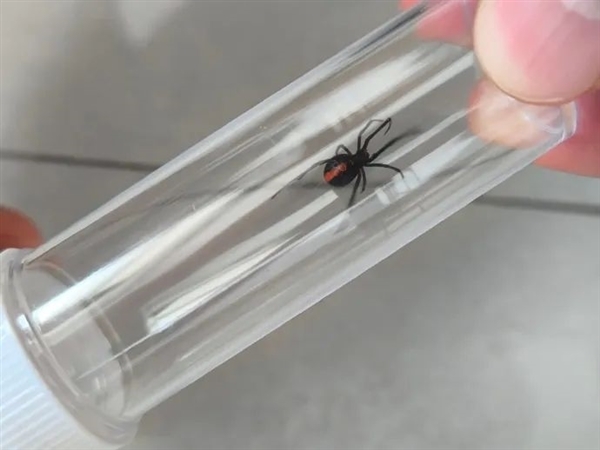 来源成迷 驻日美军基地发现大量毒蜘蛛：含剧毒黑寡妇