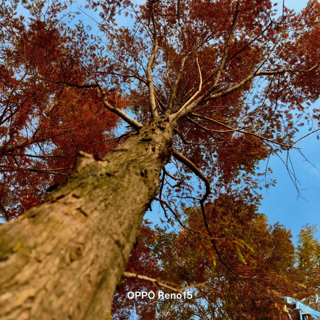 2600 + 买影像强机？OPPO Reno 15 实测：2 亿像素很能打，但这 2 个缺点要慎选