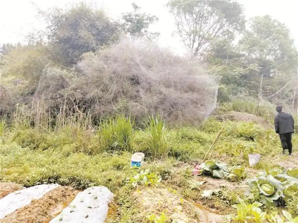 掉San预警！科学家发现巨型蜘蛛巢穴：黑暗中蛛网延绵106平