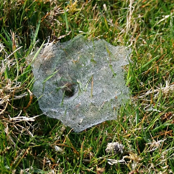 掉San预警！科学家发现巨型蜘蛛巢穴：黑暗中蛛网延绵106平