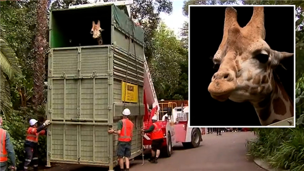 北美长颈鹿变混血 基因不纯失去保护价值：或成“同事”食物