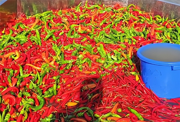 鱼塘用辣椒喂鱼 塘主：鱼会更漂亮口感更好