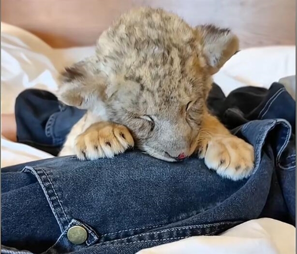 酒店提供小狮子叫醒服务：628元一晚