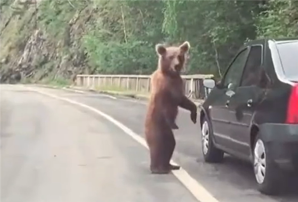 日本今年近千头熊在北海道被猎杀：焚烧厂已不堪重负