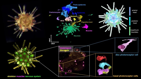 这种生物全身都是大脑和眼睛：正被人类端上餐桌