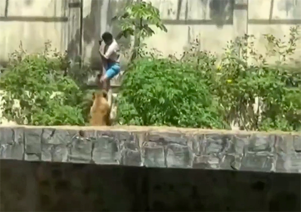 巴西19岁男子闯入狮子园区被母狮子咬死：监控拍下全程